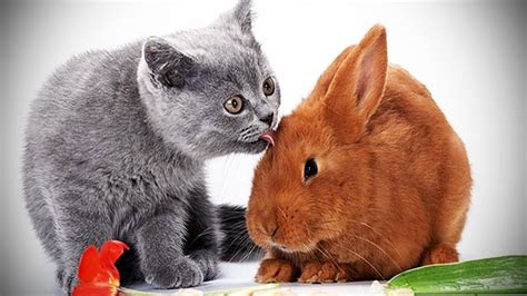 Cats And Rabbits Playing Together Funny Pets Youtube