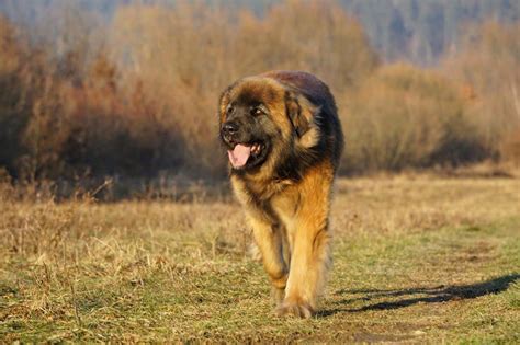 The Leonberger A Comprehensive Guide To The Lion King Of Breeds