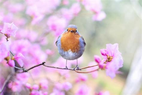 Free Stock Photo Of Beautiful Bird Bloom