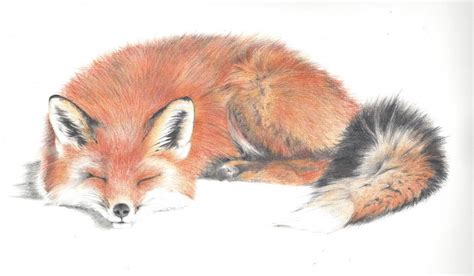 Learn Art With David Portfolio Fox Art Fox Drawing Fox Images