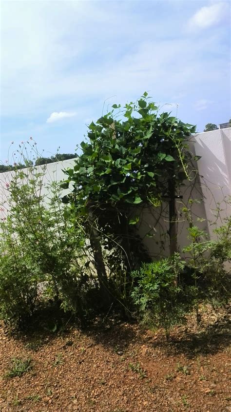 Untuk anda yang tidak tahan dengan rasa dingin, model desain rumah belakang retro dengan perapian cocok untuk anda. namakucella: KEBUN KECIL BELAKANG RUMAH