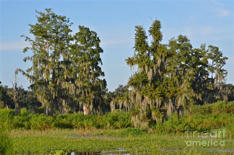 Florida Bald Cypress Trees Photograph By Carol Bradley