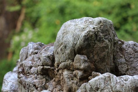 Free Images Tree Nature Rock Wood Wildlife Statue High