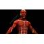 3D Anatomical Human Muscles  CGTrader