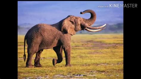 Elephant Trumpet Sound Effects Youtube