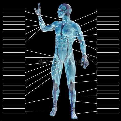 3d Male Or Human Anatomy A Man With Muscles And Textbox Stock