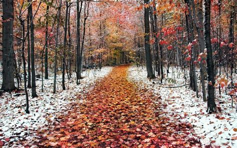 Path Full With Autumn Leaves In The Forest First Snow