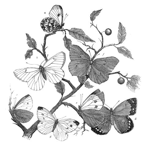 Antique Natural History Clip Art Butterfly Branches The Graphics Fairy