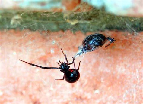 How To Treat A Black Widow Spider Bite At Home