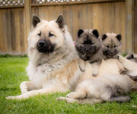 Eurasier Dog Breeds Cute Small Animals Cute Dogs