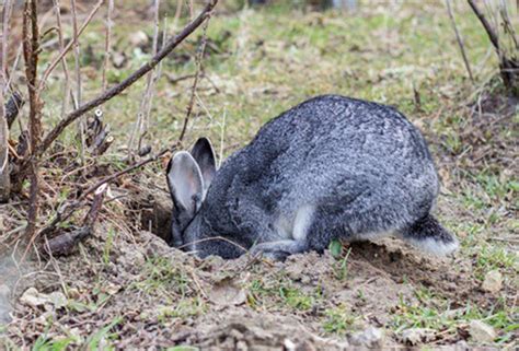 Whys And Hows Of Rabbit Burrows Here Bunny