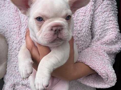 Blue merle, black merle, & brindle french bulldog puppies playing in ne ohio! Stunning Lilac Platinum Frenchies Also Carry Merle - CHAOS