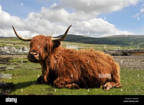 United Kingdom Scotland Isle Of Mull Highland Cow Stock Photo Alamy