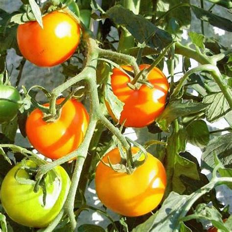 Auriga Tomaten Samen Bestellen Chili Shop24de