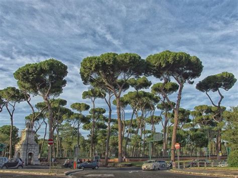 96 Best Images About The Pines Of Rome On Pinterest Gardens Trees