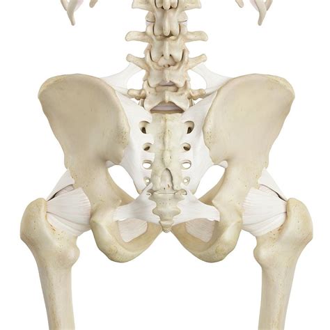 Human Pelvis Bones Photograph By Sciepro Fine Art America