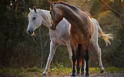 Horses Brown Animals Wallpapers Horse Forest Nature