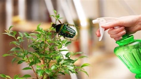 12 Best Natural Ways To Get Rid Of Stink Bugs From Your Home And Garden