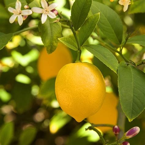 Lemon Tree Large Fruit Fruit Trees