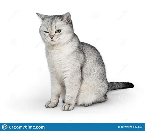 Portrait Of Gray British Shorthair Cat With One Eye Closed