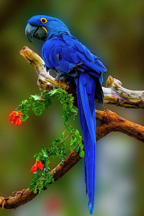 Blue Macaw Artist Paul Wear This Image Is Featured In The Fine Art