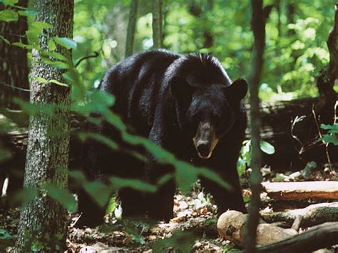 Bear Hunting Season In Wnc Opens Oct 16