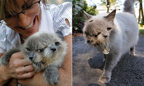 Record Setting Cat With Two Faces Dies At 15 Two Faced Cat Cats Cat