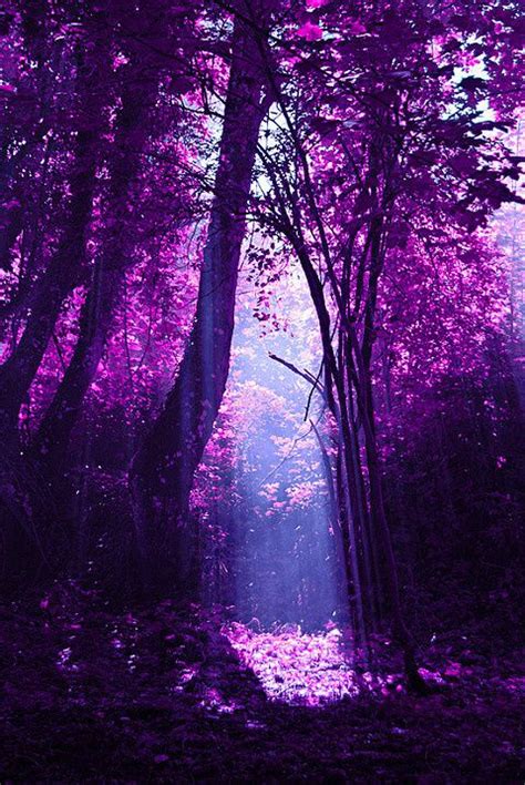 Fantasy Forest Magic Purple Trees Purple Aesthetic Beautiful Nature