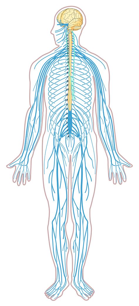 Sistema Nervioso Nervios Cerebrales Cuerpo Humano Descargar Png Svg Porn Sex Picture