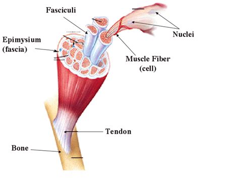 Human arms anatomy diagram, showing bones and muscles while flex. Human anatomy: An overview of smooth, cardiac and skeletal ...