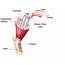 Human Anatomy An Overview Of Smooth Cardiac And Skeletal Muscles 