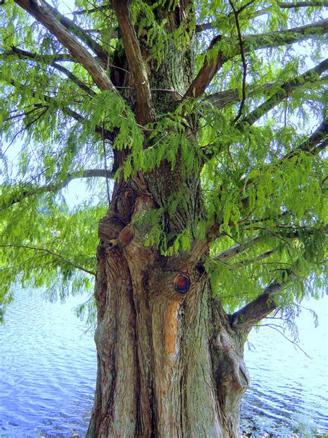 Hardy and tough, this tree adapts to a wide range of soil types, whether wet, salty, dry, or swampy. Bald Cypress Dawn Redwood Photograph by Mindy Newman