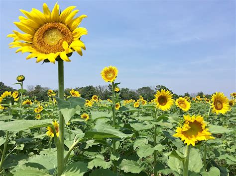 Scenes From The Sunflower Bloom At Mckee Beshers Wildlife Management