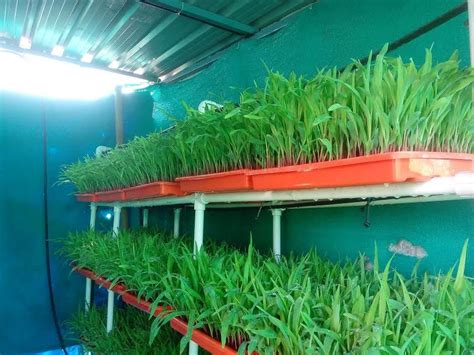 Automatic Plastic Hydroponic Fodder Production Capacity 50 Kgs To 1