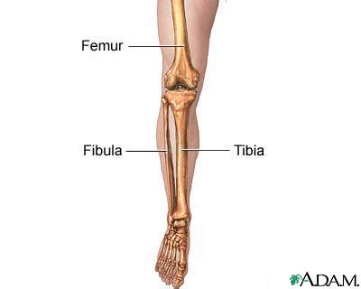 High quality realistic skeleton legs. Overview :: Gross Anatomy of the Leg
