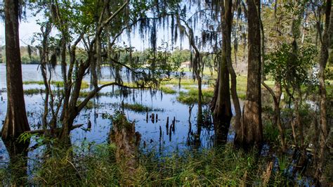 Swamp Hd Wallpaper Background Image 2560x1440 Id489060