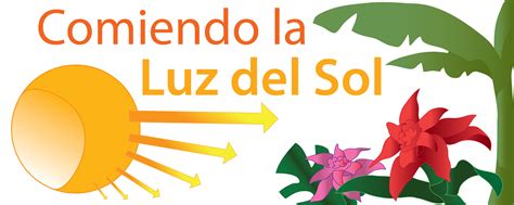 En el más amplio sentido, es el espectro total de radiación electromagnética proveniente del sol. Comiendo la luz del sol | Ask A Biologist