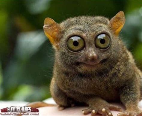 Big Eyes Funny Animals Funny Pics For Project