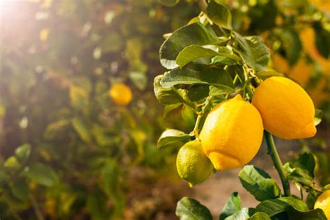 Lemon Orchard Stock Photos Pictures And Royalty Free Images Istock