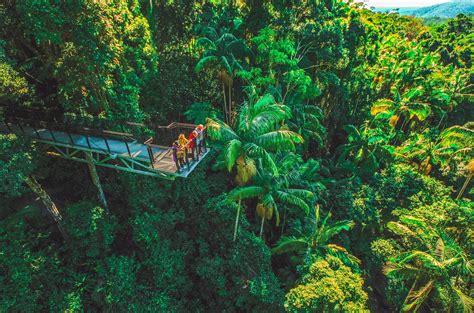 Tamborine Tours Skywalk Included Scenic Day Tours