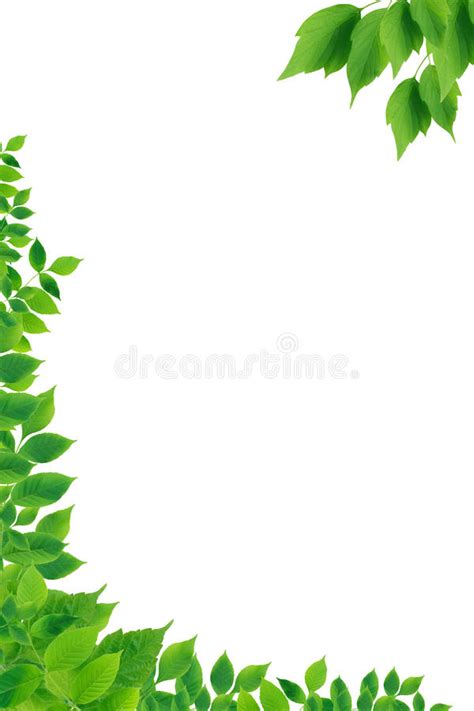 Background made without clipping mask. Green Leaves Border stock image. Image of card, beauty ...