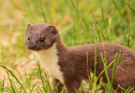 Weasel Out Foraging Foraging Ferret Wildlife Animals Animales