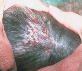 They may be neat and well groomed. Cat Losing Hair Causes, Solutions and Treatment