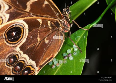 Blue Morpho Morpho Peleides Butterfly Laying Eggs Central America Stock