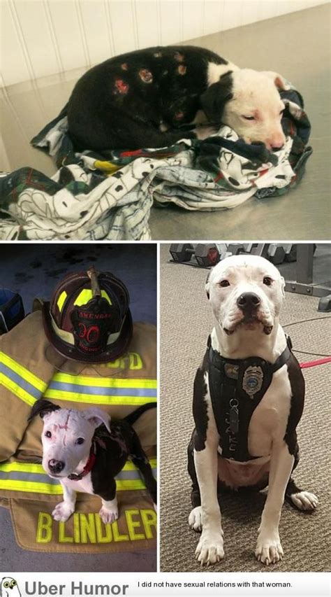 A Puppy Saved From A Fire Becomes A Firefighter Firefighter Humor