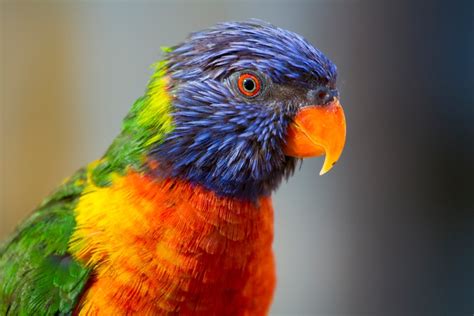 10 Parrots You Can See In South Australia Good Living