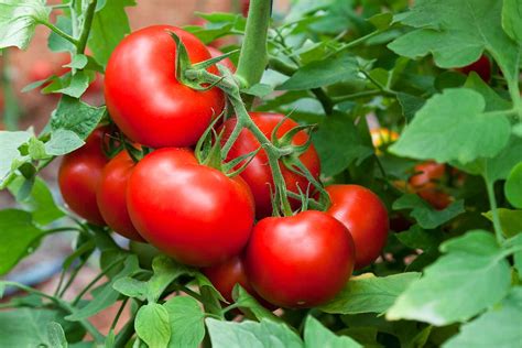 How To Train Tomatoes Better Homes And Gardens