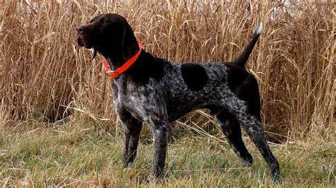 German Shorthaired Pointer Hunting German Choices