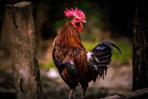 France National Bird The Gallic Rooster
