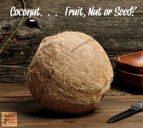 The Coconut Fruit Nut Or Seed By Hybrid Rasta Mama